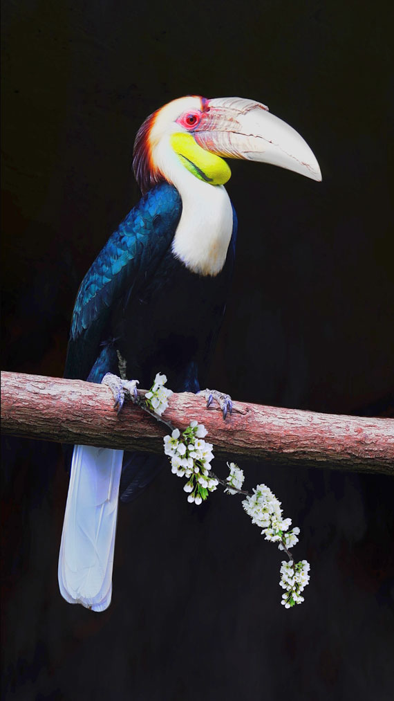 The Messenger,jaarvogel